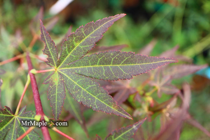 - Acer palmatum 'St. Michael The Archangel' Japanese Maple - Mr Maple │ Buy Japanese Maple Trees