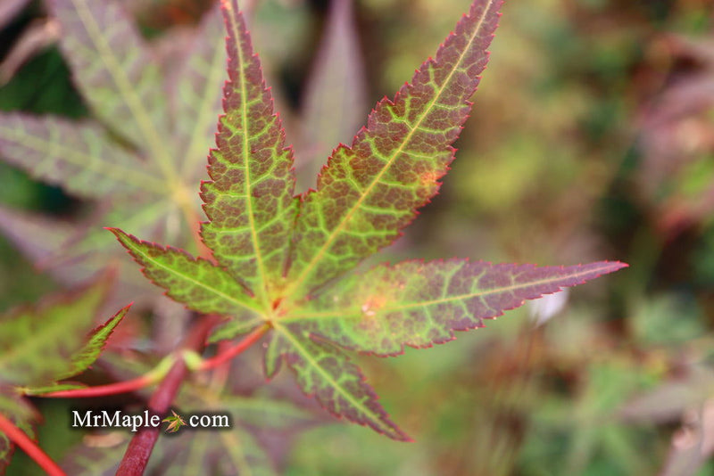 - Acer palmatum 'St. Michael The Archangel' Japanese Maple - Mr Maple │ Buy Japanese Maple Trees