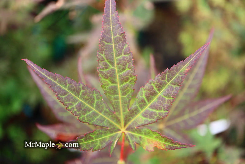 - Acer palmatum 'St. Michael The Archangel' Japanese Maple - Mr Maple │ Buy Japanese Maple Trees