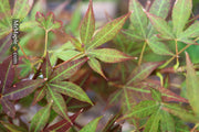 - Acer palmatum 'St. Michael The Archangel' Japanese Maple - Mr Maple │ Buy Japanese Maple Trees
