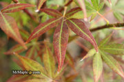 - Acer palmatum 'St. Michael The Archangel' Japanese Maple - Mr Maple │ Buy Japanese Maple Trees