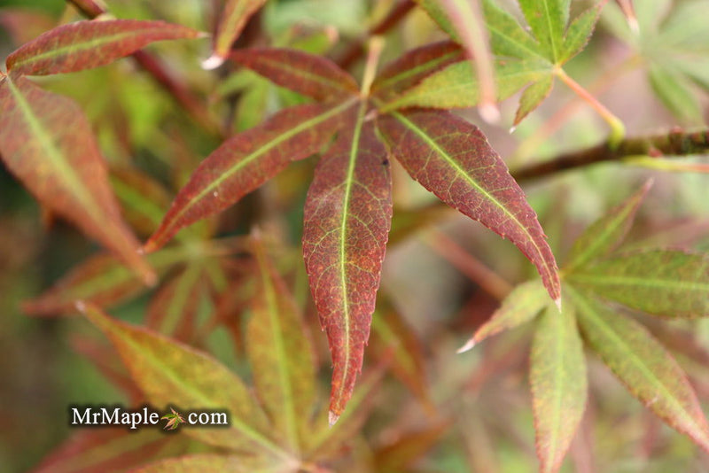 - Acer palmatum 'St. Michael The Archangel' Japanese Maple - Mr Maple │ Buy Japanese Maple Trees