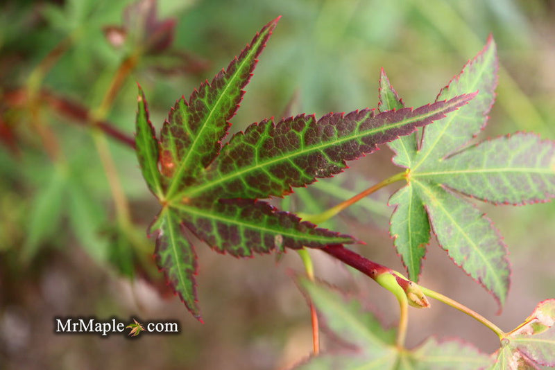 - Acer palmatum 'St. Michael The Archangel' Japanese Maple - Mr Maple │ Buy Japanese Maple Trees
