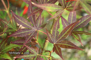 - Acer palmatum 'St. Michael The Archangel' Japanese Maple - Mr Maple │ Buy Japanese Maple Trees