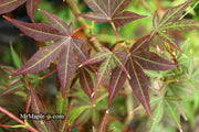 - Acer palmatum 'St. Michael The Archangel' Japanese Maple - Mr Maple │ Buy Japanese Maple Trees
