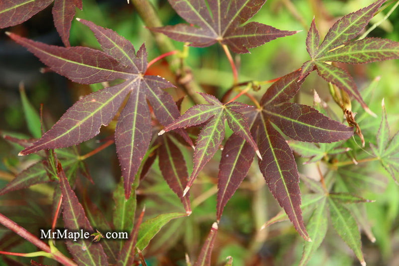 - Acer palmatum 'St. Michael The Archangel' Japanese Maple - Mr Maple │ Buy Japanese Maple Trees