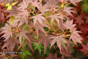 - Acer palmatum 'St. Michael The Archangel' Japanese Maple - Mr Maple │ Buy Japanese Maple Trees