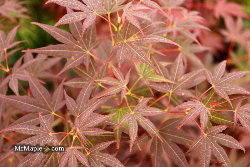 - Acer palmatum 'St. Michael The Archangel' Japanese Maple - Mr Maple │ Buy Japanese Maple Trees