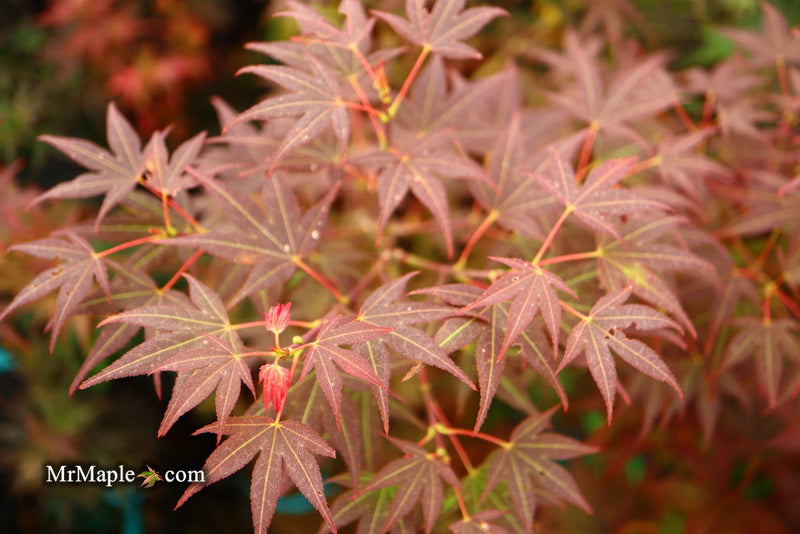 - Acer palmatum 'St. Michael The Archangel' Japanese Maple - Mr Maple │ Buy Japanese Maple Trees