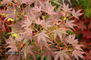 - Acer palmatum 'St. Michael The Archangel' Japanese Maple - Mr Maple │ Buy Japanese Maple Trees