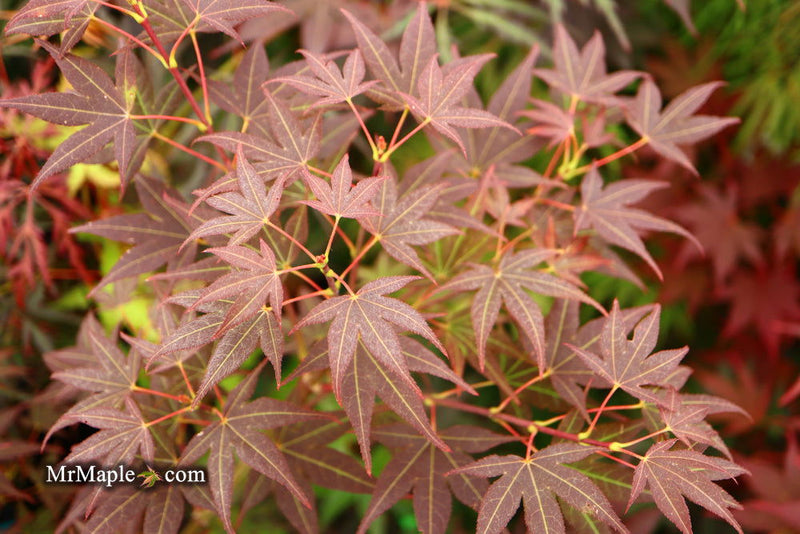 - Acer palmatum 'St. Michael The Archangel' Japanese Maple - Mr Maple │ Buy Japanese Maple Trees
