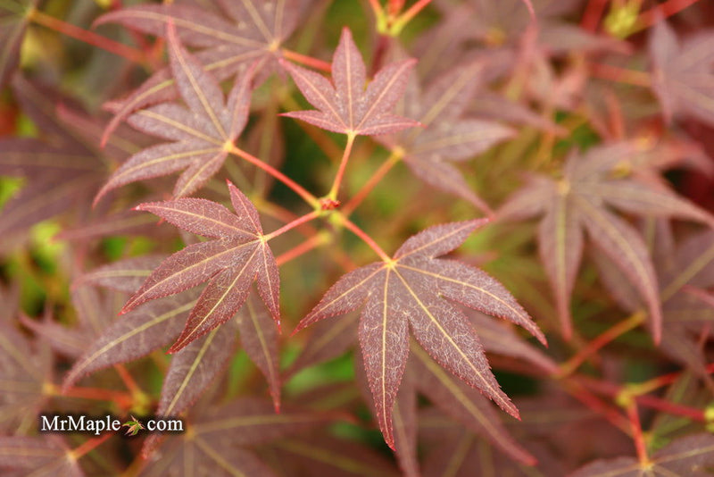 - Acer palmatum 'St. Michael The Archangel' Japanese Maple - Mr Maple │ Buy Japanese Maple Trees