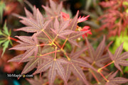- Acer palmatum 'St. Michael The Archangel' Japanese Maple - Mr Maple │ Buy Japanese Maple Trees