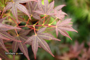 - Acer palmatum 'St. Michael The Archangel' Japanese Maple - Mr Maple │ Buy Japanese Maple Trees