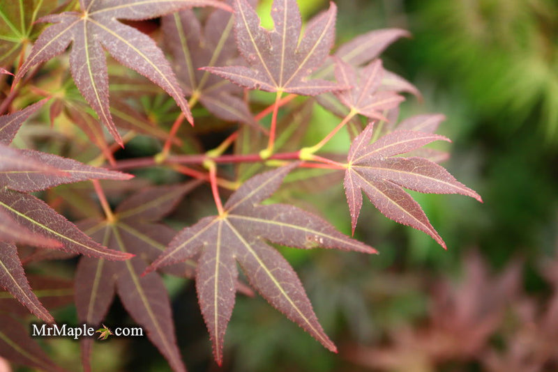 - Acer palmatum 'St. Michael The Archangel' Japanese Maple - Mr Maple │ Buy Japanese Maple Trees