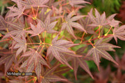 - Acer palmatum 'St. Michael The Archangel' Japanese Maple - Mr Maple │ Buy Japanese Maple Trees