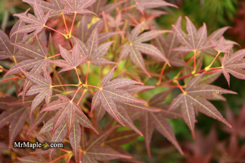 - Acer palmatum 'St. Michael The Archangel' Japanese Maple - Mr Maple │ Buy Japanese Maple Trees