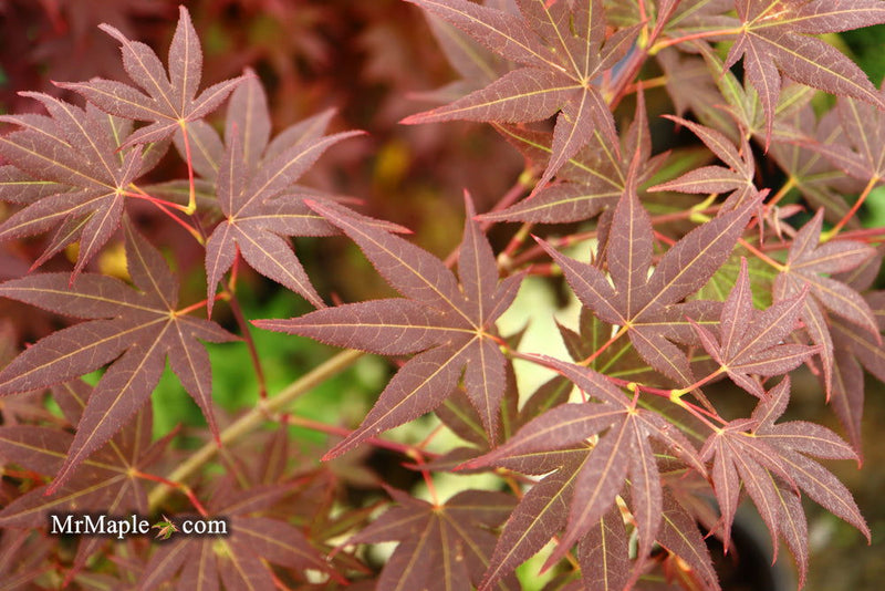 - Acer palmatum 'St. Michael The Archangel' Japanese Maple - Mr Maple │ Buy Japanese Maple Trees