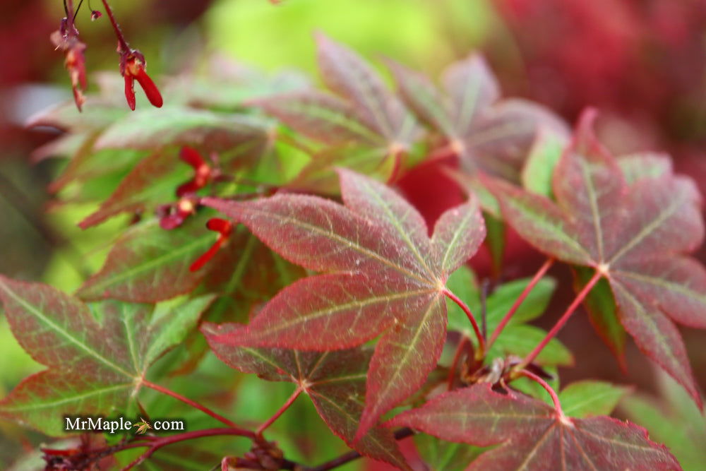 Buy Acer palmatum St. Teresa 'The Little Flower' Japanese Maple — Mr ...