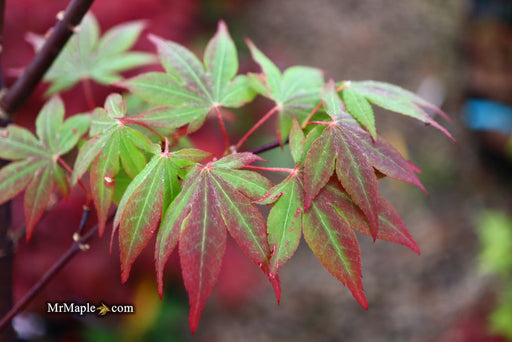 - Acer palmatum ‘St. Teresa - The Little Flower' Japanese Maple - Mr Maple │ Buy Japanese Maple Trees