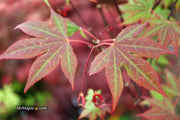 - Acer palmatum ‘St. Teresa - The Little Flower' Japanese Maple - Mr Maple │ Buy Japanese Maple Trees