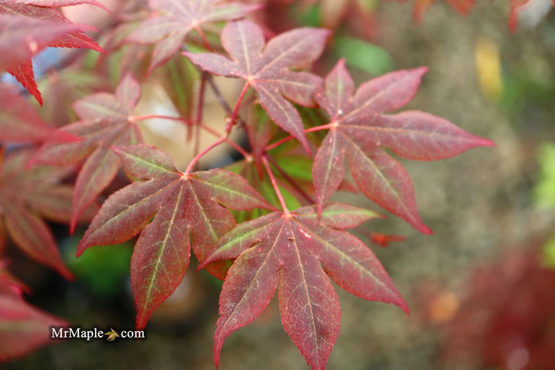- Acer palmatum ‘St. Teresa - The Little Flower' Japanese Maple - Mr Maple │ Buy Japanese Maple Trees