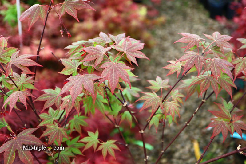 - Acer palmatum ‘St. Teresa - The Little Flower' Japanese Maple - Mr Maple │ Buy Japanese Maple Trees
