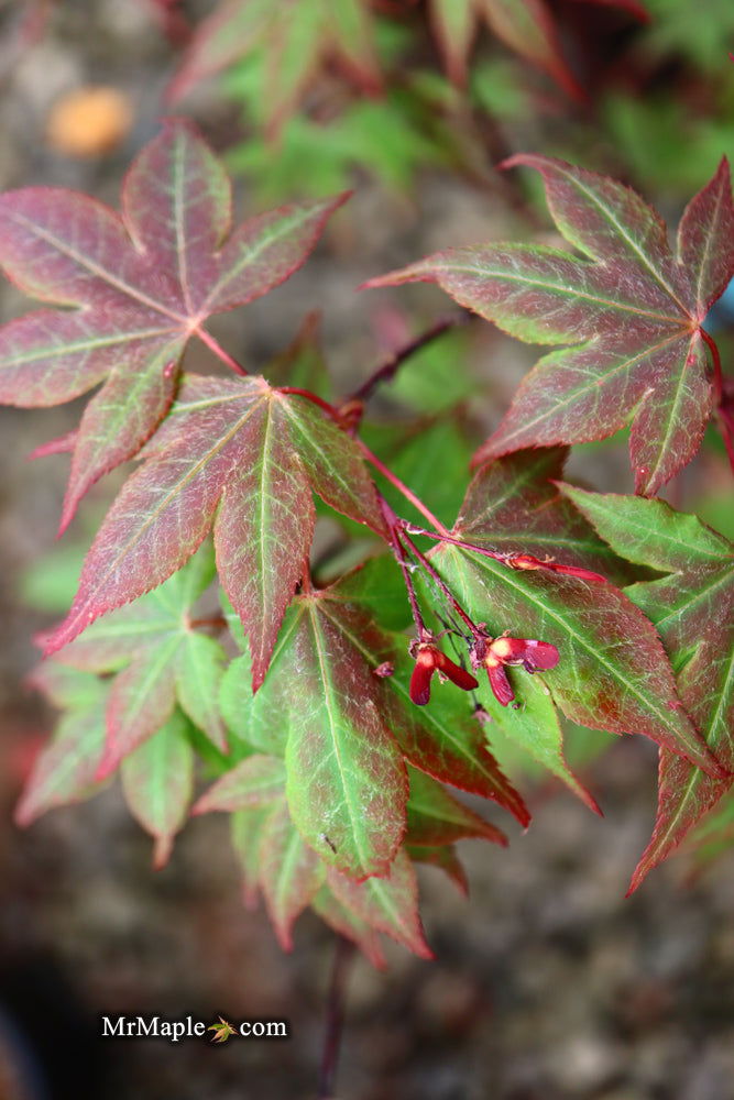 - Acer palmatum ‘St. Teresa - The Little Flower' Japanese Maple - Mr Maple │ Buy Japanese Maple Trees