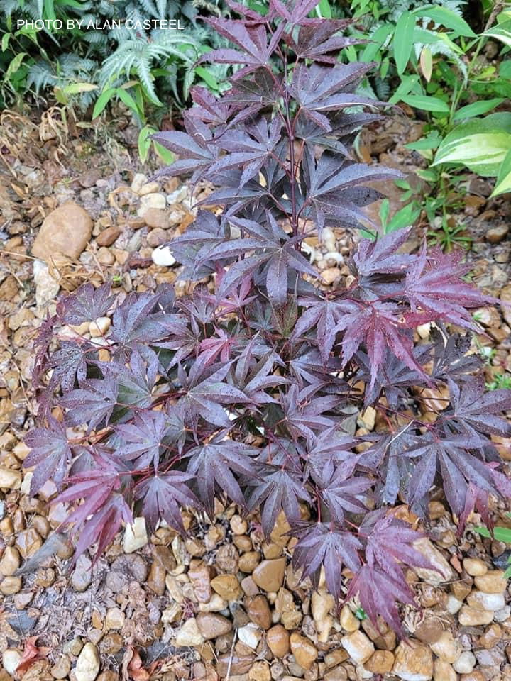 - Acer palmatum ‘Star of Assisi' Rare Japanese Maple - Mr Maple │ Buy Japanese Maple Trees