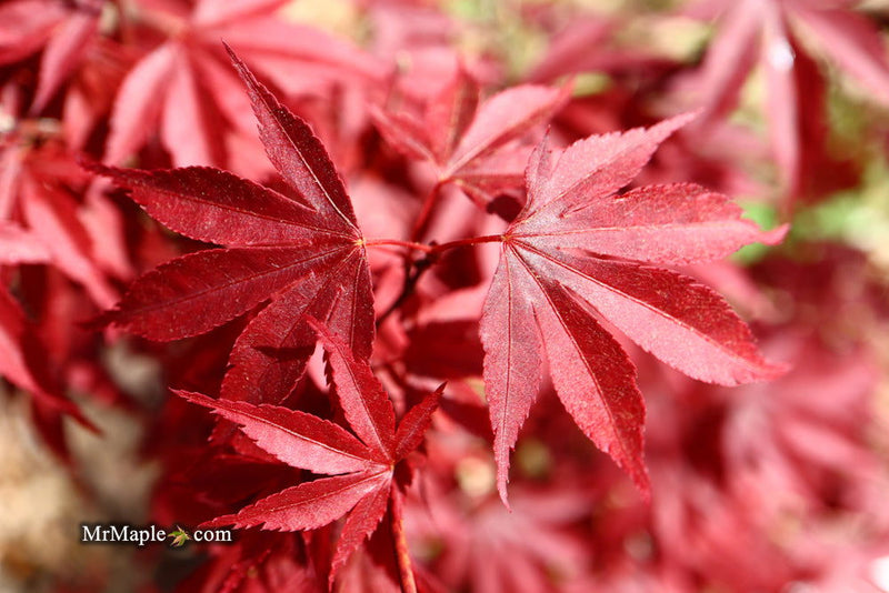 - Acer palmatum ‘Star of Assisi' Rare Japanese Maple - Mr Maple │ Buy Japanese Maple Trees