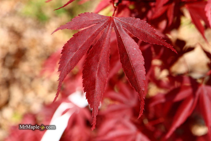 - Acer palmatum ‘Star of Assisi' Rare Japanese Maple - Mr Maple │ Buy Japanese Maple Trees