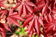 - Acer palmatum ‘Star of Assisi' Rare Japanese Maple - Mr Maple │ Buy Japanese Maple Trees