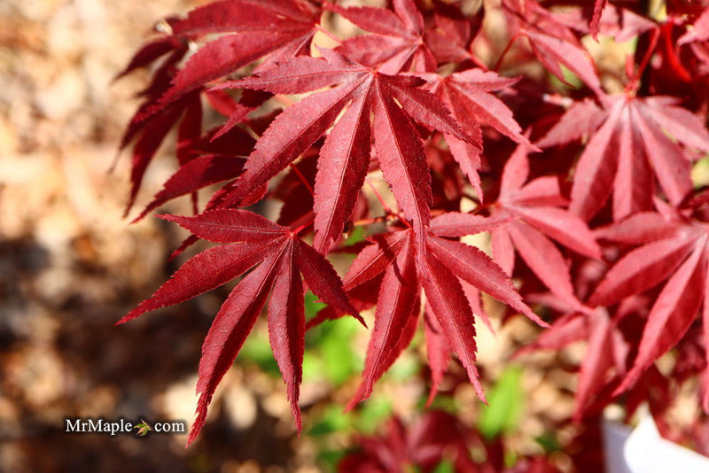 - Acer palmatum ‘Star of Assisi' Rare Japanese Maple - Mr Maple │ Buy Japanese Maple Trees