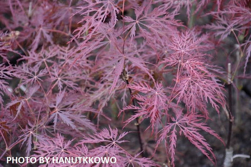 - Acer palmatum 'Stella Rossa' Weeping Japanese Maple - Mr Maple │ Buy Japanese Maple Trees