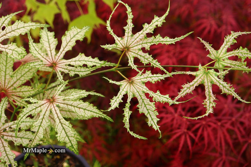 - Acer palmatum 'Strawberry Delight’ Japanese Maple - Mr Maple │ Buy Japanese Maple Trees