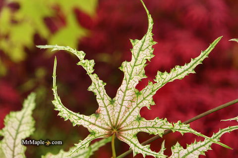 - Acer palmatum 'Strawberry Delight’ Japanese Maple - Mr Maple │ Buy Japanese Maple Trees