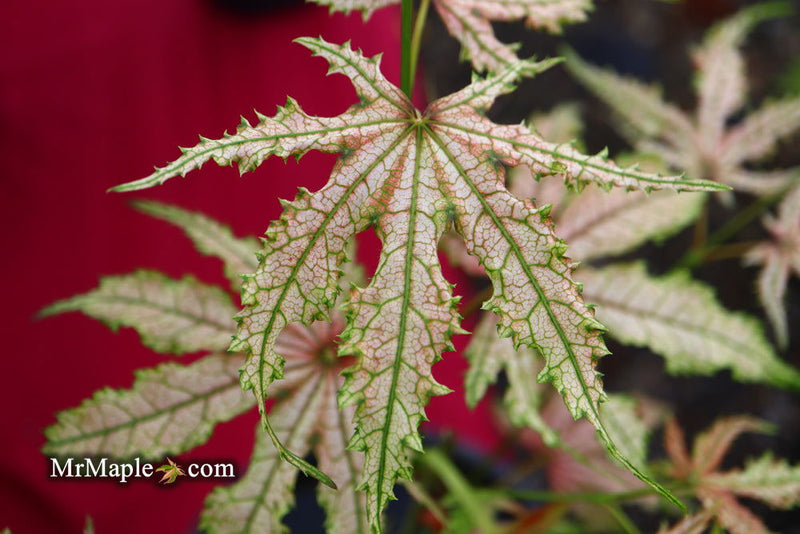 - Acer palmatum 'Strawberry Delight’ Japanese Maple - Mr Maple │ Buy Japanese Maple Trees