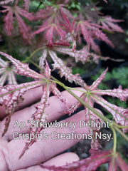 - Acer palmatum 'Strawberry Delight’ Japanese Maple - Mr Maple │ Buy Japanese Maple Trees