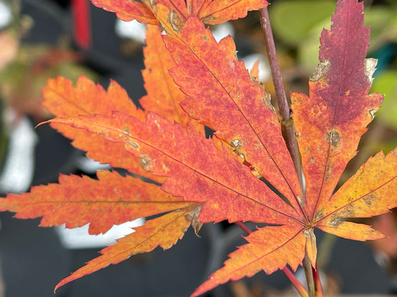 - Acer palmatum 'Strawberry Delight’ Japanese Maple - Mr Maple │ Buy Japanese Maple Trees