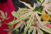 - Acer palmatum 'Strawberry Delight’ Japanese Maple - Mr Maple │ Buy Japanese Maple Trees