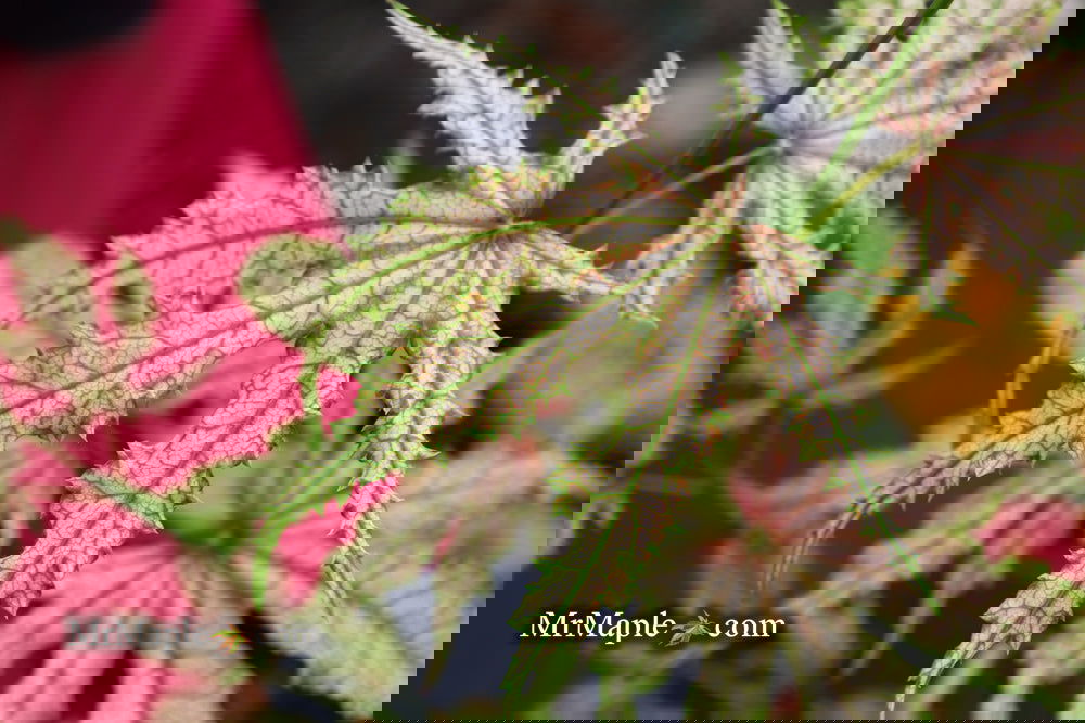 Buy Acer palmatum 'Strawberry Delight' Japanese Maple — Mr Maple │ Buy ...