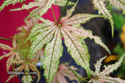 - Acer palmatum 'Strawberry Delight’ Japanese Maple - Mr Maple │ Buy Japanese Maple Trees