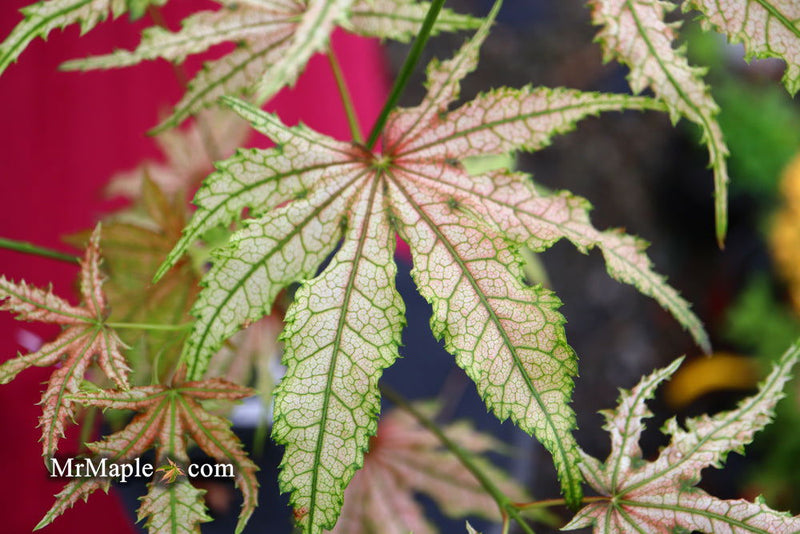 - Acer palmatum 'Strawberry Delight’ Japanese Maple - Mr Maple │ Buy Japanese Maple Trees