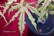 - Acer palmatum 'Strawberry Delight’ Japanese Maple - Mr Maple │ Buy Japanese Maple Trees