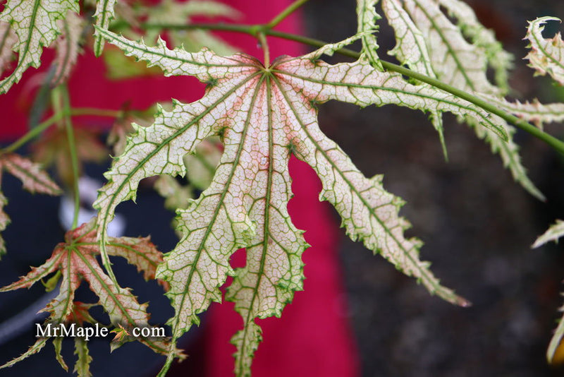 - Acer palmatum 'Strawberry Delight’ Japanese Maple - Mr Maple │ Buy Japanese Maple Trees