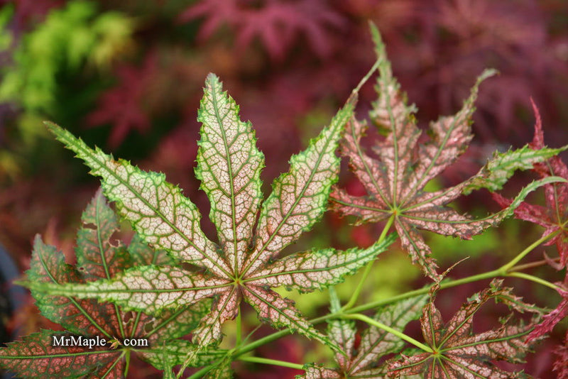 - Acer palmatum 'Strawberry Delight’ Japanese Maple - Mr Maple │ Buy Japanese Maple Trees