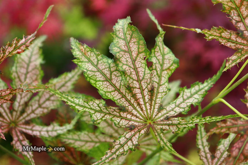 - Acer palmatum 'Strawberry Delight’ Japanese Maple - Mr Maple │ Buy Japanese Maple Trees