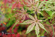 - Acer palmatum 'Strawberry Delight’ Japanese Maple - Mr Maple │ Buy Japanese Maple Trees