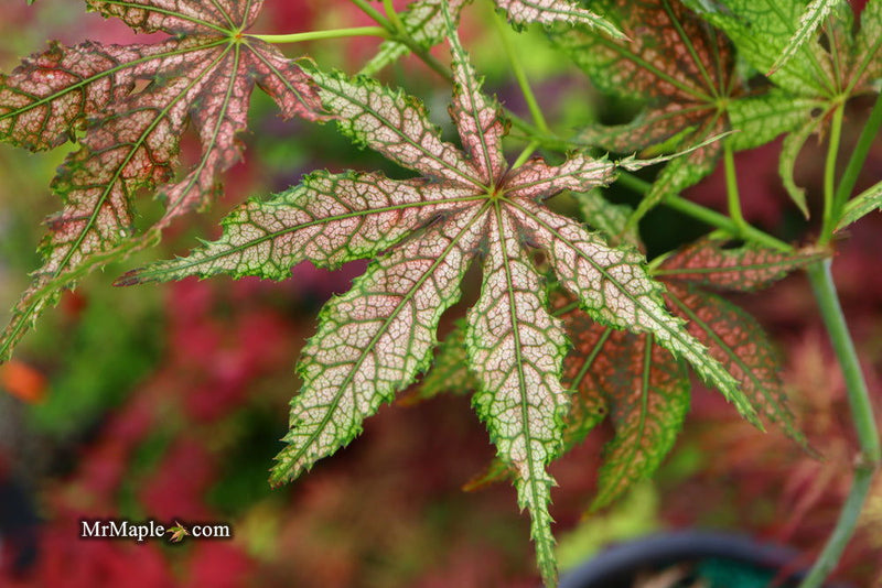- Acer palmatum 'Strawberry Delight’ Japanese Maple - Mr Maple │ Buy Japanese Maple Trees