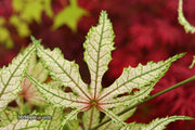 - Acer palmatum 'Strawberry Delight’ Japanese Maple - Mr Maple │ Buy Japanese Maple Trees
